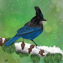 Stellar’s Jay. Digital Illustration project by Jen Pack - 12.16.2020