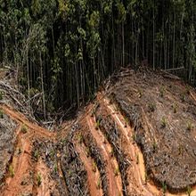 Mi Proyecto del curso: Introducción a la visualización de datos. Information Design, Interactive Design, Multimedia, Infographics, and Education project by Carlos Eduardo Da Costa Mesia - 07.12.2021