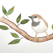 My project in Artistic Watercolor Techniques for Illustrating Birds course. Projekt z dziedziny Trad, c, jna ilustracja, Malowanie akwarelą, R, sunek realist, czn, Ilustracja naturalist i czna użytkownika Amanda Castleman - 13.07.2021