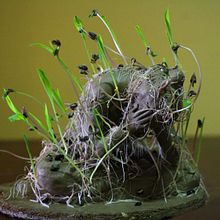 Eco Escultura. Ein Projekt aus dem Bereich Skulptur und Bildende Künste von Maria Victoria Acevedo - 14.07.2021