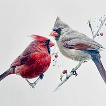 Watercolour cardinals on watercolour paper, 638 gm by St Cuthberts Mill. Projekt z dziedziny Malowanie akwarelą użytkownika Sarah Stokes - 16.07.2021