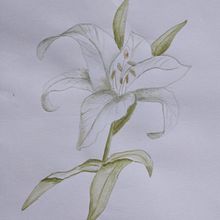 Flor blanca . Ilustrasi tradisional proyek oleh Graciela Borsarelli - 07.16.2021