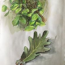 Botanical sketchbooking course - drawings . Een project van Traditionele illustratie van Sandra Di Nardo - 16.07.2021