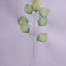 Eucaliptus . Ilustrasi tradisional proyek oleh Graciela Borsarelli - 07.16.2021
