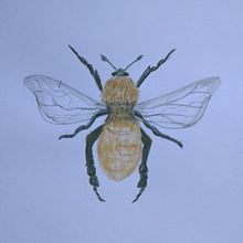 Abejita . Ilustrasi tradisional proyek oleh Graciela Borsarelli - 07.16.2021