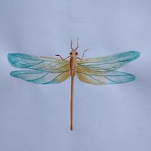 Luciérnaga  . Ilustrasi tradisional proyek oleh Graciela Borsarelli - 07.16.2021