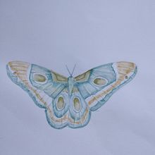Mariposa . Ilustrasi tradisional proyek oleh Graciela Borsarelli - 07.16.2021