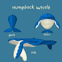 Humpback Whale. Traditional illustration, Graphic Design, Vector Illustration, and Digital Illustration project by Peeradon Teabrit - 07.17.2021