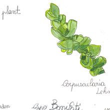Il mio progetto del corso:  Sketchbook botanico: un approccio meditativo. Traditional illustration, Sketching, Drawing, Watercolor Painting, Botanical Illustration, and Sketchbook project by giulia mancuso - 07.17.2021