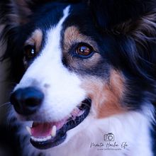 Mi Proyecto del curso: Fotografía lifestyle de perros. Photograph, Portrait Photograph, Instagram Photograph, Documentar, Photograph, Lifest, and le Photograph project by Marta Hernández - 07.19.2021