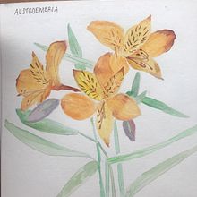 Mi Proyecto del curso: Cuaderno botánico en acuarela. Traditional illustration, Watercolor Painting, Botanical Illustration, and Sketchbook project by fcperedo - 07.11.2021