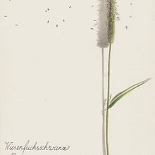 Nature Art Journal. Traditional illustration project by Doris Vetterling - 07.19.2021