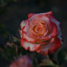 Mi Proyecto del curso: Fotografía para principiantes: descubre tu cámara digital. Un proyecto de Fotografía, Fotografía digital y Composición fotográfica de piafloresibarra - 20.07.2021