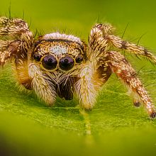 Araña Saltarina. MACRO EXTREMO.. Un proyecto de Fotografía, Fotografía de retrato, Fotografía documental y Fotografía de estudio de Sergio Gómez - 20.07.2021