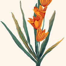 botanical illustration - orange flowers. Een project van Traditionele illustratie y Packaging van Kristina Gerlits - 20.07.2021