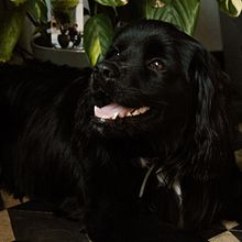 My project in Lifestyle Dog Photography course. Projekt z dziedziny Fotografia, Fotografia portretowa, Fotografia na Instagram, Fotografia dokumentalna,  Fotografia lifest i le użytkownika Hanne Vermeulen - 20.07.2021