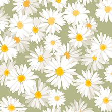 Сhamomile pattern. Ilustração tradicional, Ilustração vetorial, e Pattern Design projeto de Kristina Gerlits - 22.07.2021
