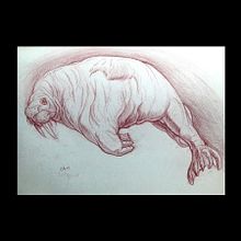 Walrus Studies. Drawing, Traditional illustration, and Fine Arts project by mjthetrex - 10.12.2020