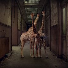 Alan. Un progetto di Pubblicità, Fotografia e Illustrazione tradizionale di Alan Paul - 22.07.2021