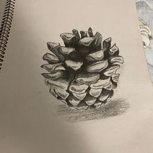 Sketch of a pine cone. Traditional illustration project by mzcas - 07.23.2021