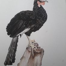 Mi Proyecto del curso: Ilustración naturalista de aves con acuarela. Un proyecto de Ilustración tradicional, Pintura a la acuarela, Dibujo realista e Ilustración naturalista				 de Monica Guardamino Salvador - 23.07.2021