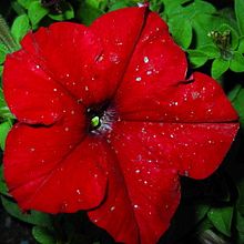 Meu projeto do curso: Sketchbook experimental: encontre seu estilo de desenho. Un progetto di Illustrazione tradizionale, Bozzetti, Creatività, Disegno, Pittura ad acquerello, Sketchbook e Pittura gouache di biaoubeacp - 25.07.2021