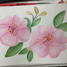 Meu projeto do curso: Aquarela botânica: ilustre a anatomia das flores. Traditional illustration, Fine Arts, Painting, Drawing, Watercolor Painting, and Botanical Illustration project by Shirley de Souza - 07.26.2021