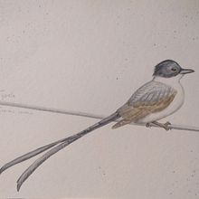 Mi Proyecto del curso: Ilustración naturalista de aves con acuarela_Tijereta. Projekt z dziedziny Trad, c, jna ilustracja, Malowanie akwarelą, R, sunek realist, czn, Ilustracja naturalist i czna użytkownika Evelita Lunar - 26.07.2021