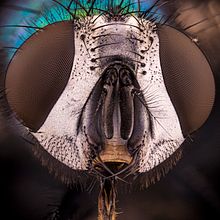 Mosca verde, MACRO EXTREMO.. Un proyecto de Fotografía, Fotografía de retrato, Fotografía de estudio y Fotografía documental de Sergio Gómez - 26.07.2021