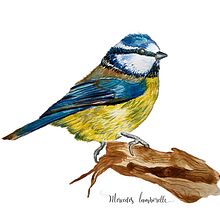 Mi Proyecto del curso: Ilustración naturalista de aves con acuarela. Ilustração tradicional, Pintura em aquarela, Desenho realista e Ilustração naturalista projeto de Mercedes Lamborelle - 26.07.2021
