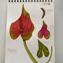 Ilustración botánica. disección de una flor Anthurium. Un projet de Aquarelle, Illustration traditionnelle, Design , Beaux Arts, Illustration numérique et Illustration botanique de Ana Laura Moreno Díaz - 26.07.2021