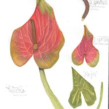Ilustración botánica. Escaneo de trabajo en acuarela de flor Anthurium para digitalización. Un projet de Design , Illustration traditionnelle, Illustration botanique, Aquarelle, Dessin , et Beaux Arts de Ana Laura Moreno Díaz - 26.07.2021
