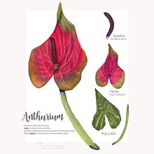 Ilustración botánica. Digitalización de trabajo en acuarela de flor Anthurium. Photoshop. Un projet de Dessin, Illustration traditionnelle, Illustration botanique, Aquarelle, Design  , et Beaux Arts de Ana Laura Moreno Díaz - 26.07.2021