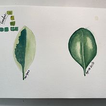 Ilustración botánica. Hojas en acuarela. Opaco y brillo. Un projet de Illustration botanique, Illustration traditionnelle, Dessin au cra, on, Dessin, Aquarelle, Beaux Arts , et Peinture de Ana Laura Moreno Díaz - 14.06.2021