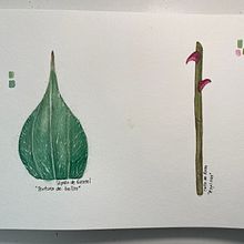 Ilustración botánica. Técnica en acuarela. Textura de bellos y espinas. Un projet de Illustration traditionnelle, Illustration botanique, Dessin au cra, on, Dessin, Aquarelle, Peinture , et Beaux Arts de Ana Laura Moreno Díaz - 14.06.2021