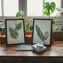 Ilustración de láminas botánicas para merchandising. Un projet de Illustration traditionnelle, Design d'intérieur, Dessin au cra, on, Décoration, Illustration botanique et Illustration naturaliste de Charli Rubiolo - 28.07.2021