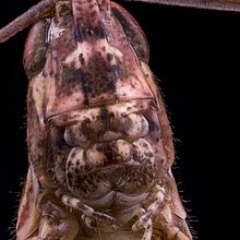 Pezotettix Giornae, MACRO EXTREMO.. Un proyecto de Fotografía, Fotografía de retrato, Fotografía de estudio y Fotografía documental de Sergio Gómez - 29.07.2021
