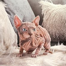 Sphynx Cat. 3D, Photograph, Post-production, 3D Modeling, 3D Character Design, and Sculpture project by Nina Marie - 06.06.2021