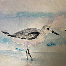 Playero Blanco, aves del Noroeste de Mexico. Traditional illustration, Watercolor Painting, Realistic Drawing, and Naturalistic Illustration project by Victoria Alicia PHELTS Ramos - 07.26.2021