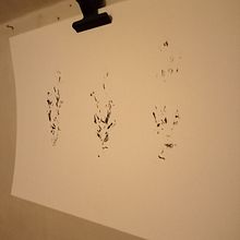 Inking Lesson One and Two. Traditional illustration project by Cliona Ryan - 07.30.2021