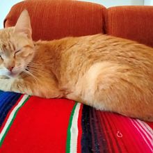 COMO PERROS Y GATOS. Un progetto di Fotografia, Fotografia di ritratto, Fotografia per Instagram, Fotografia documentaria, Fotografia lifest e le di Yunuen Espinosa Cazares - 31.07.2021