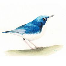 Naturalist Bird Illustration with Watercolors course Ein Projekt aus dem Bereich Traditionelle Illustration, Aquarellmalerei, Realistische Zeichnung und Naturalistische Illustration von HIROMI MORITAKA - 29.07.2021