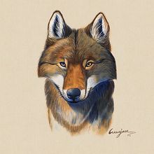 My project in Naturalist Animal Illustration with Procreate course. Projekt z dziedziny Trad, c, jna ilustracja, Ilustracja c, frowa, R, sunek realist, czn, Ilustracja naturalist i czna użytkownika Wanjan Mantayawan - 01.08.2021