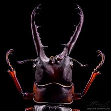 Lucanus Cervus, MACRO EXTREMO.. Un proyecto de Fotografía de retrato, Fotografía de estudio, Fotografía documental y Fotografía de Sergio Gómez - 03.08.2021
