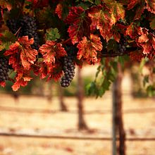 WEB DEVELOPMENT. Programming, and Web Development project by yaduuday05 - 08.03.2021