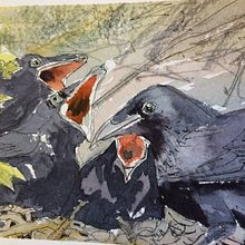 One of the many paintings of Corvid I made into a handbound book. Een project van  Beeldende kunst, Schilderij, Aquarelschilderen,  Boekbinding, Naturalistische illustratie y Sketchbook van Terri Bate - 03.08.2021