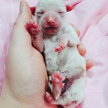 veterinary medicine + photography. Photograph, and Digital Photograph project by Eileen Dahl-skog - 08.04.2021