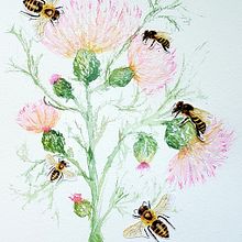 My project in Illustrating Nature: Feathery Thistles and Bees. Traditional illustration, Painting, Watercolor Painting, and Naturalistic Illustration project by Sarah - 08.04.2021