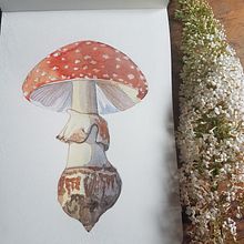 Mein Kursprojekt: Illustration natürlicher Elemente mit Aquarell. Traditional illustration, Watercolor Painting, and Naturalistic Illustration project by Anica W. - 08.05.2021
