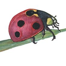 Cuento. Ilustração tradicional projeto de Nuria Ogalla - 06.08.2021